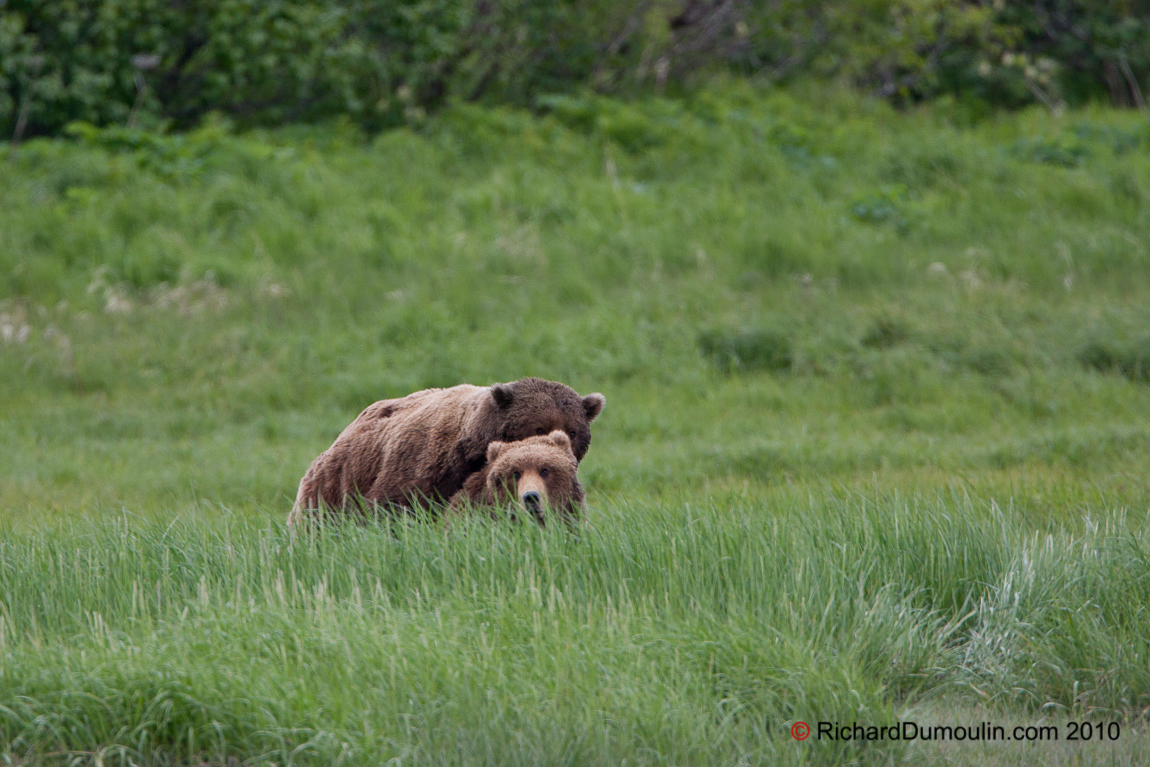 OURS GRIZZLY